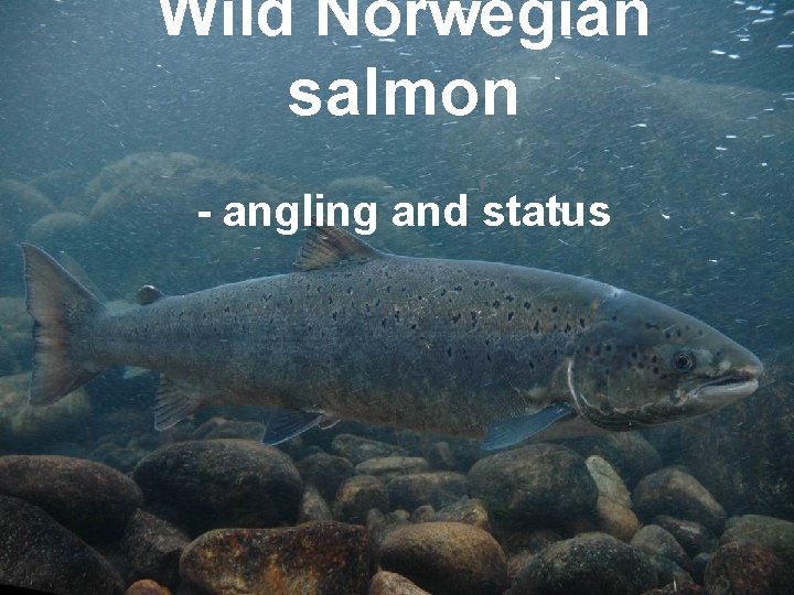 Wild Norwegian salmon - angling and status 