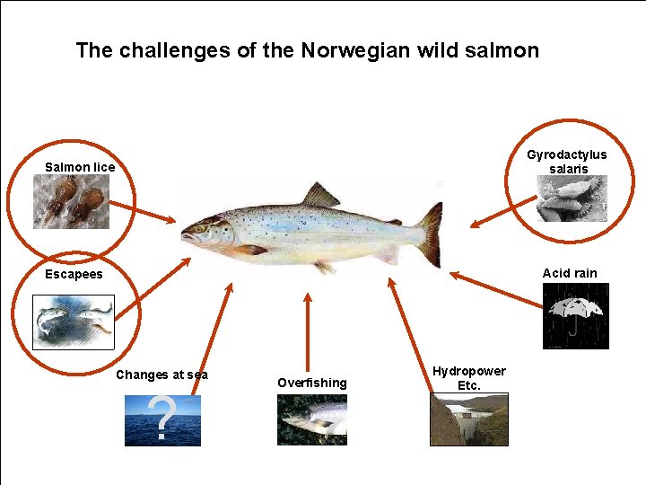 The challenges of the Norwegian wild salmon Gyrodactylus salaris Salmon lice Acid rain Escapees