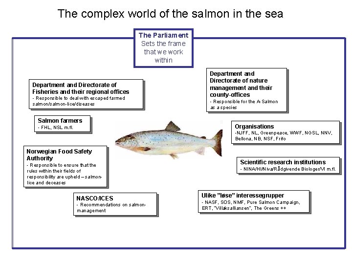 The complex world of the salmon in the sea The Parliament Sets the frame