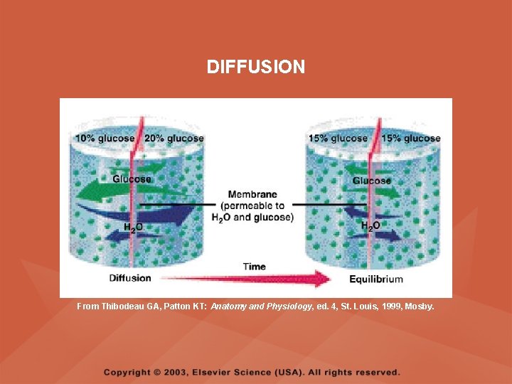 DIFFUSION From Thibodeau GA, Patton KT: Anatomy and Physiology, ed. 4, St. Louis, 1999,