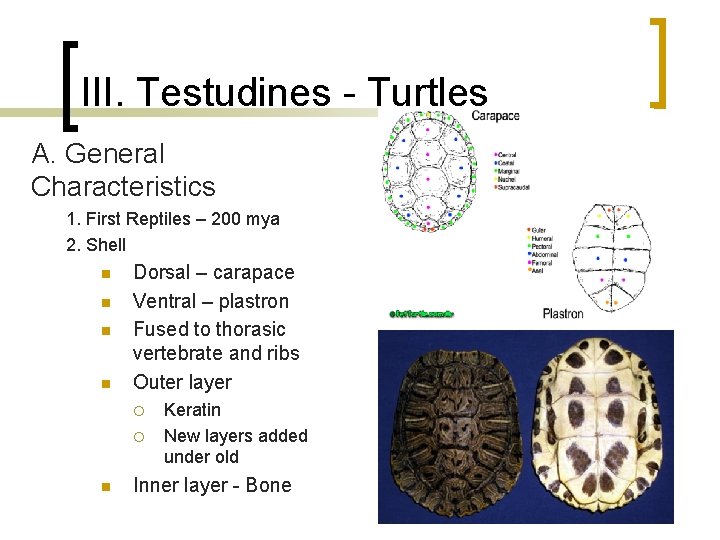 III. Testudines - Turtles A. General Characteristics 1. First Reptiles – 200 mya 2. III. Testudines - Turtles A. General Characteristics 1. First Reptiles – 200 mya 2.