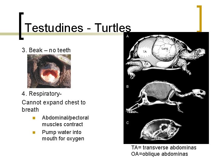 Testudines - Turtles 3. Beak – no teeth 4. Respiratory. Cannot expand chest to Testudines - Turtles 3. Beak – no teeth 4. Respiratory. Cannot expand chest to