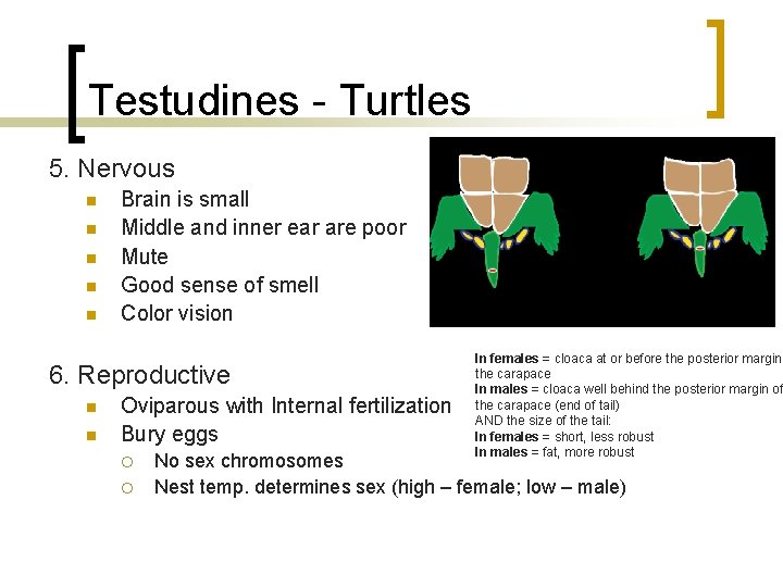 Testudines - Turtles 5. Nervous n n n Brain is small Middle and inner Testudines - Turtles 5. Nervous n n n Brain is small Middle and inner