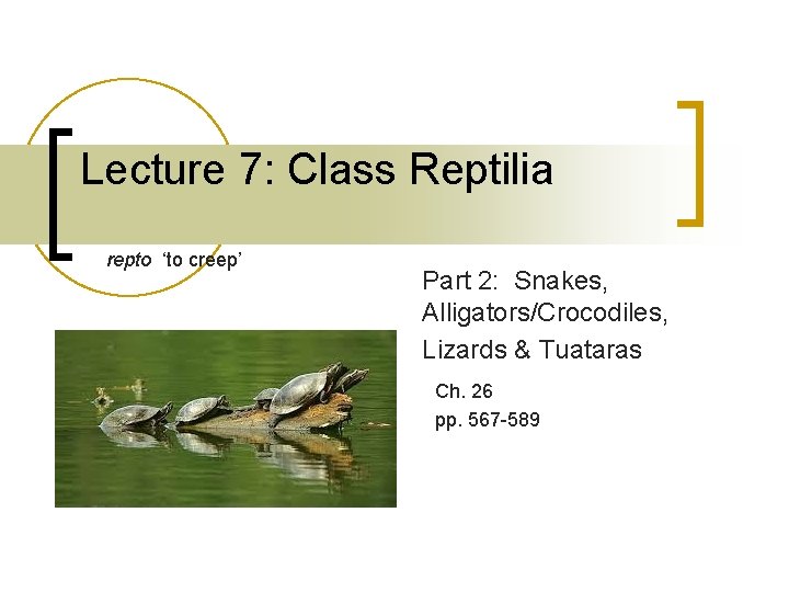 Lecture 7: Class Reptilia repto ‘to creep’ Part 2: Snakes, Alligators/Crocodiles, Lizards & Tuataras Lecture 7: Class Reptilia repto ‘to creep’ Part 2: Snakes, Alligators/Crocodiles, Lizards & Tuataras