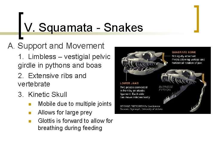 V. Squamata - Snakes A. Support and Movement 1. Limbless – vestigial pelvic girdle V. Squamata - Snakes A. Support and Movement 1. Limbless – vestigial pelvic girdle
