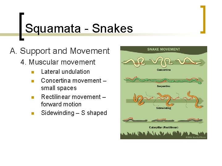 Squamata - Snakes A. Support and Movement 4. Muscular movement n n Lateral undulation Squamata - Snakes A. Support and Movement 4. Muscular movement n n Lateral undulation