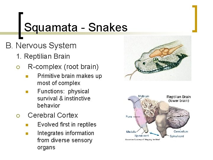 Squamata - Snakes B. Nervous System 1. Reptilian Brain ¡ R-complex (root brain) n Squamata - Snakes B. Nervous System 1. Reptilian Brain ¡ R-complex (root brain) n