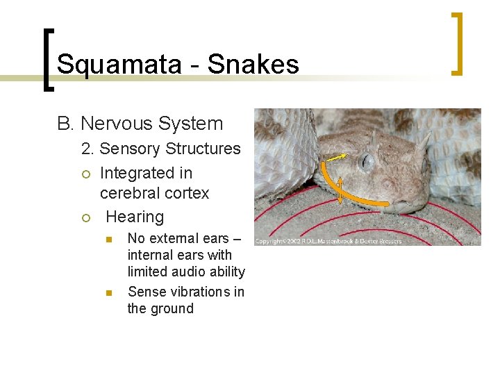 Squamata - Snakes B. Nervous System 2. Sensory Structures ¡ Integrated in cerebral cortex Squamata - Snakes B. Nervous System 2. Sensory Structures ¡ Integrated in cerebral cortex