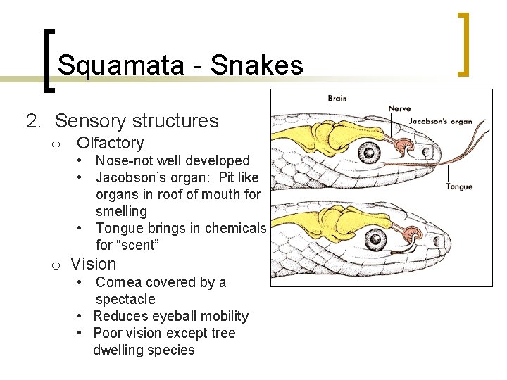 Squamata - Snakes 2. Sensory structures o Olfactory • Nose-not well developed • Jacobson’s Squamata - Snakes 2. Sensory structures o Olfactory • Nose-not well developed • Jacobson’s