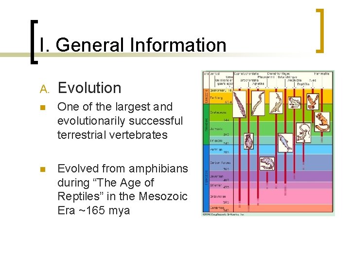 I. General Information A. Evolution n One of the largest and evolutionarily successful terrestrial I. General Information A. Evolution n One of the largest and evolutionarily successful terrestrial