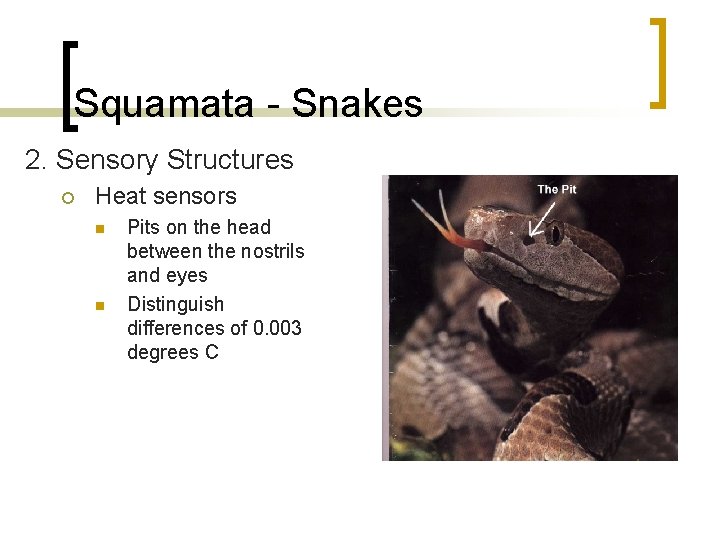 Squamata - Snakes 2. Sensory Structures ¡ Heat sensors n n Pits on the Squamata - Snakes 2. Sensory Structures ¡ Heat sensors n n Pits on the