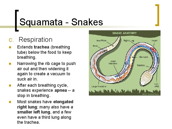 Squamata - Snakes C. n n Respiration Extends trachea (breathing tube) below the food Squamata - Snakes C. n n Respiration Extends trachea (breathing tube) below the food