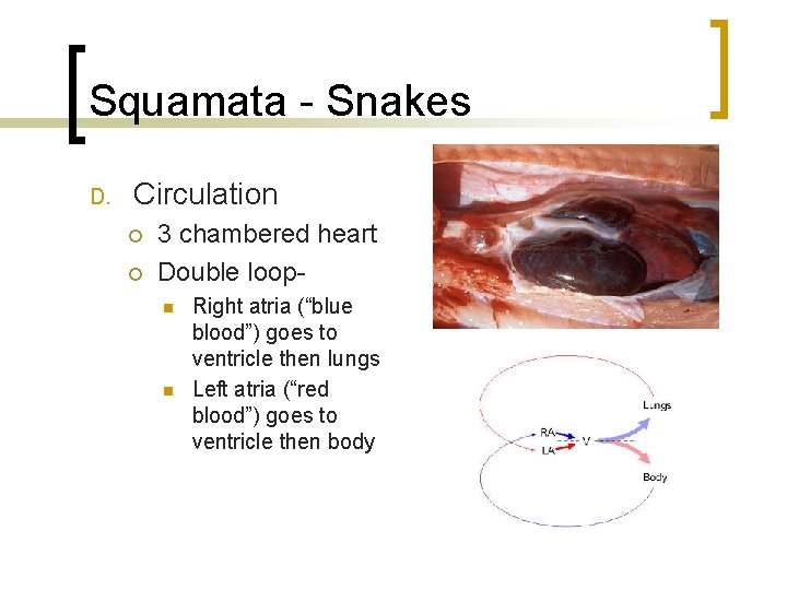 Squamata - Snakes D. Circulation ¡ ¡ 3 chambered heart Double loopn n Right Squamata - Snakes D. Circulation ¡ ¡ 3 chambered heart Double loopn n Right