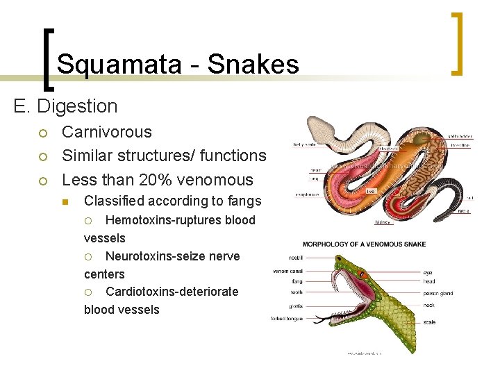 Squamata - Snakes E. Digestion ¡ ¡ ¡ Carnivorous Similar structures/ functions Less than Squamata - Snakes E. Digestion ¡ ¡ ¡ Carnivorous Similar structures/ functions Less than