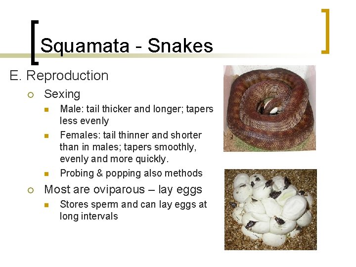 Squamata - Snakes E. Reproduction ¡ Sexing n n n ¡ Male: tail thicker Squamata - Snakes E. Reproduction ¡ Sexing n n n ¡ Male: tail thicker