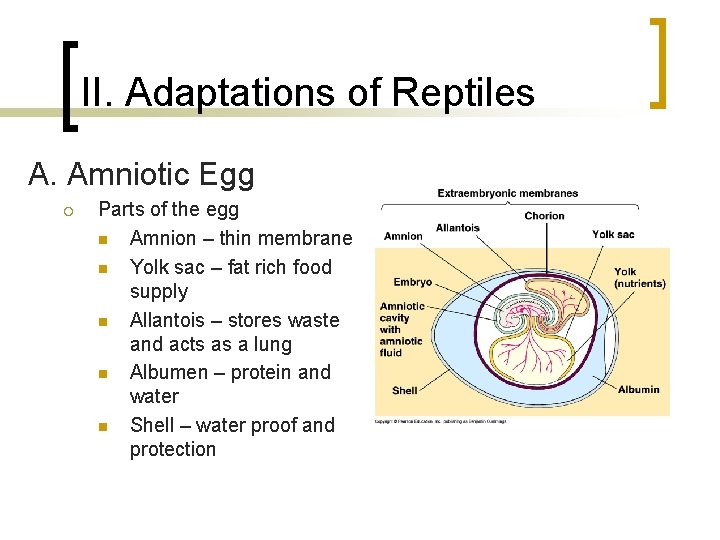 II. Adaptations of Reptiles A. Amniotic Egg ¡ Parts of the egg n Amnion II. Adaptations of Reptiles A. Amniotic Egg ¡ Parts of the egg n Amnion