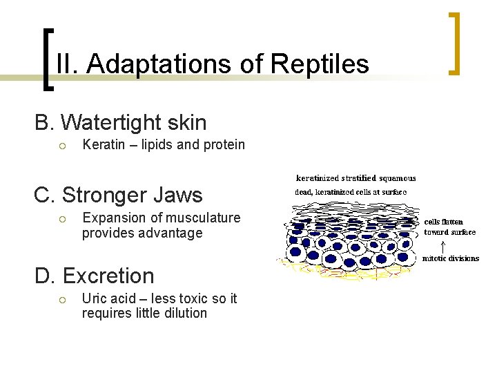 II. Adaptations of Reptiles B. Watertight skin ¡ Keratin – lipids and protein C. II. Adaptations of Reptiles B. Watertight skin ¡ Keratin – lipids and protein C.