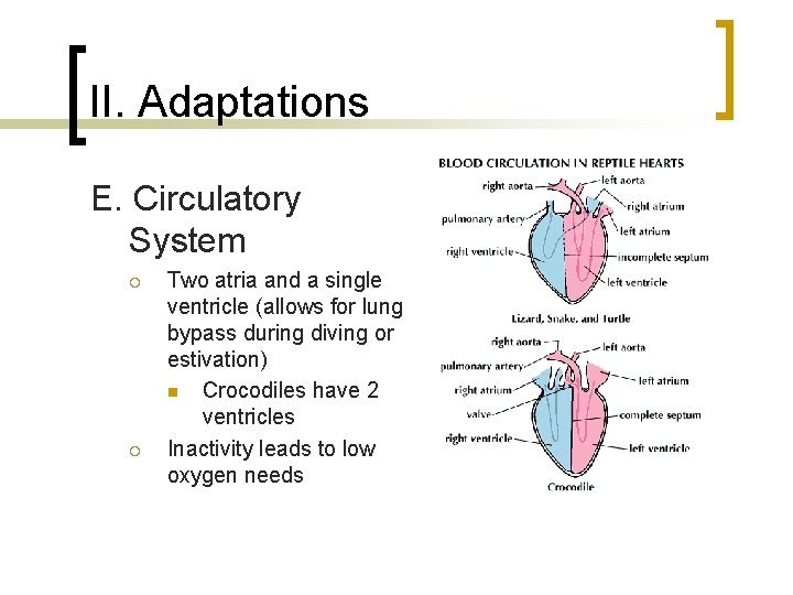 II. Adaptations E. Circulatory System ¡ ¡ Two atria and a single ventricle (allows II. Adaptations E. Circulatory System ¡ ¡ Two atria and a single ventricle (allows
