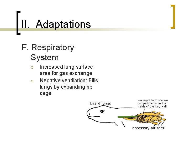II. Adaptations F. Respiratory System ¡ ¡ Increased lung surface area for gas exchange II. Adaptations F. Respiratory System ¡ ¡ Increased lung surface area for gas exchange