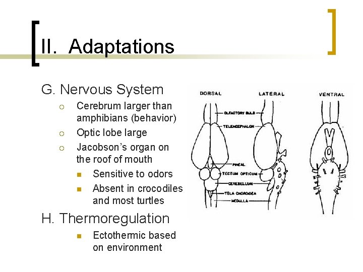II. Adaptations G. Nervous System ¡ ¡ ¡ Cerebrum larger than amphibians (behavior) Optic II. Adaptations G. Nervous System ¡ ¡ ¡ Cerebrum larger than amphibians (behavior) Optic
