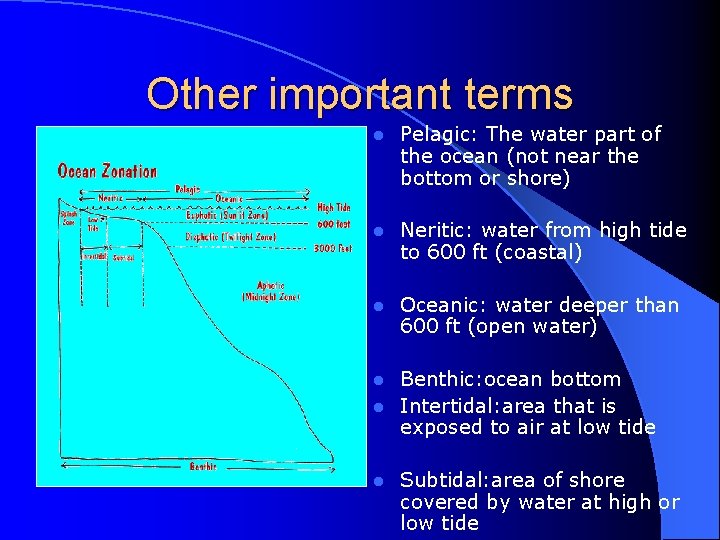 Other important terms l Pelagic: The water part of the ocean (not near the