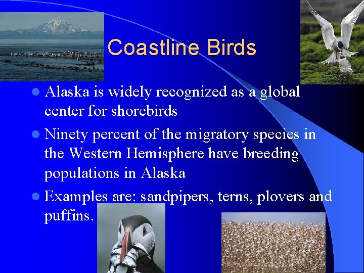 Coastline Birds l Alaska is widely recognized as a global center for shorebirds l