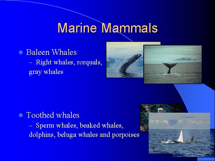 Marine Mammals l Baleen Whales – Right whales, rorquals, gray whales l Toothed whales