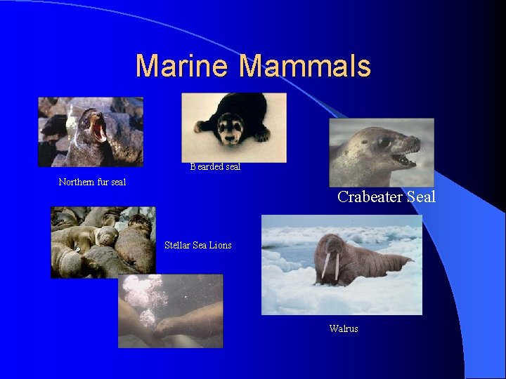 Marine Mammals Bearded seal Northern fur seal Crabeater Seal Stellar Sea Lions Walrus 