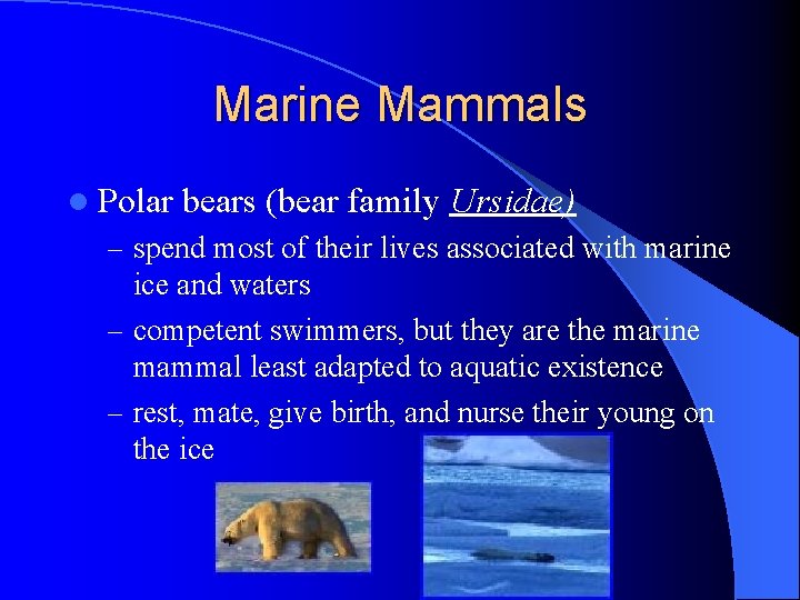 Marine Mammals l Polar bears (bear family Ursidae) – spend most of their lives