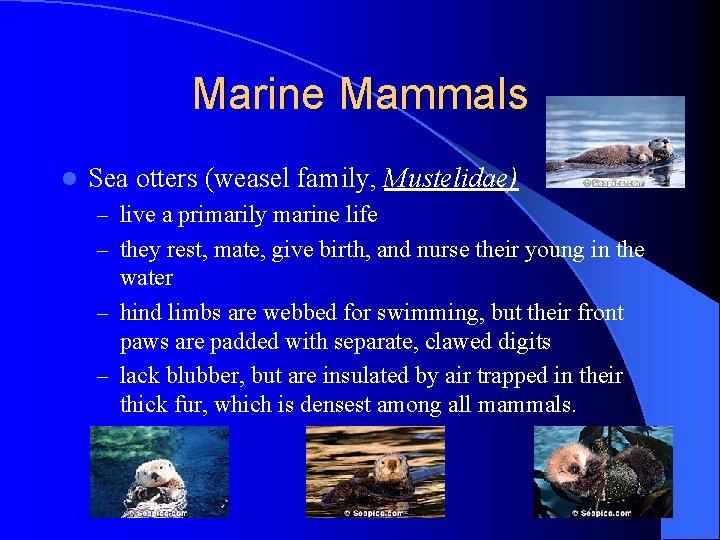 Marine Mammals l Sea otters (weasel family, Mustelidae) – live a primarily marine life