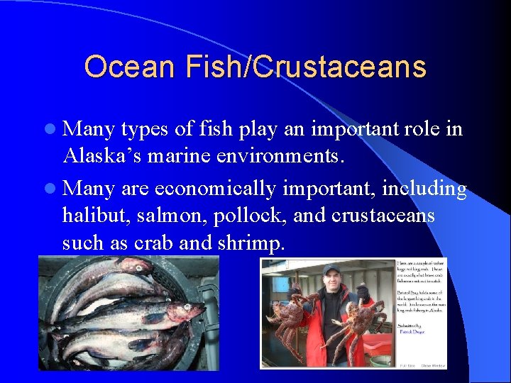 Ocean Fish/Crustaceans l Many types of fish play an important role in Alaska’s marine