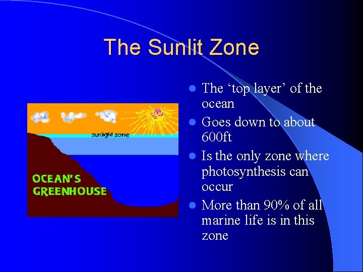 The Sunlit Zone The ‘top layer’ of the ocean l Goes down to about