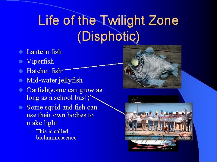 Life of the Twilight Zone (Disphotic) l l l Lantern fish Viperfish Hatchet fish