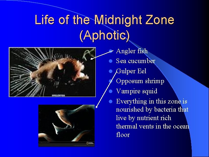 Life of the Midnight Zone (Aphotic) l l l Angler fish Sea cucumber Gulper