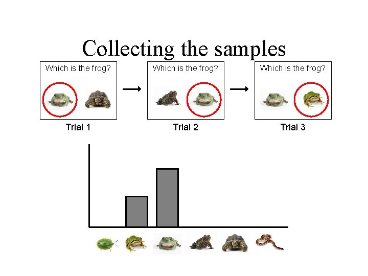 Collecting the samples Which is the frog? Trial 1 Trial 2 Trial 3 