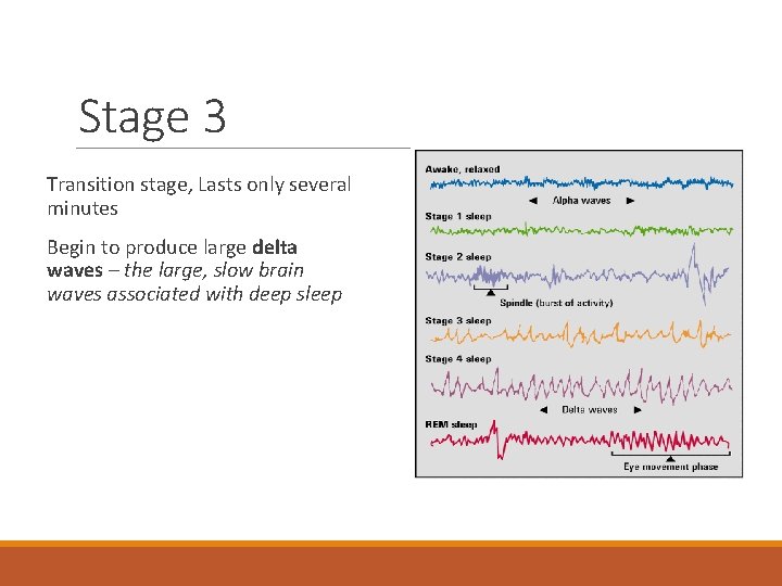 Stage 3 Transition stage, Lasts only several minutes Begin to produce large delta waves