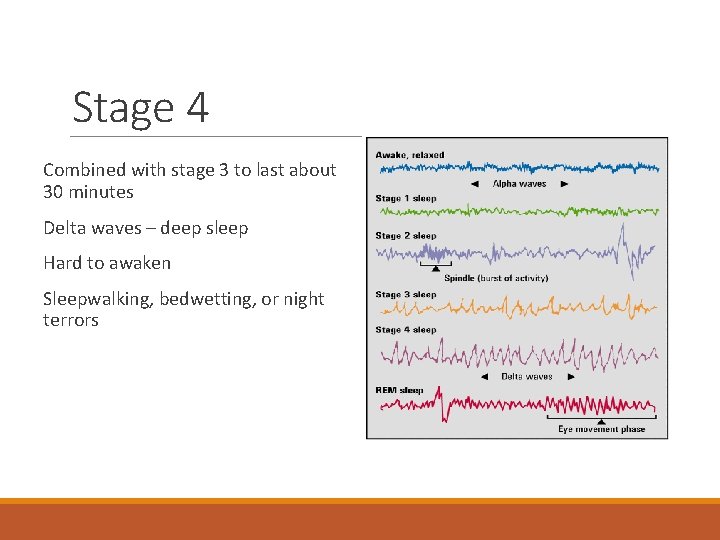 Stage 4 Combined with stage 3 to last about 30 minutes Delta waves –