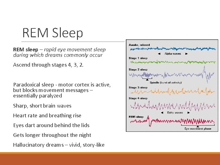 REM Sleep REM sleep – rapid eye movement sleep during which dreams commonly occur
