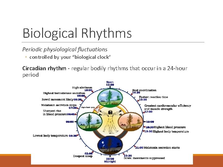 Biological Rhythms Periodic physiological fluctuations ◦ controlled by your “biological clock” Circadian rhythm -