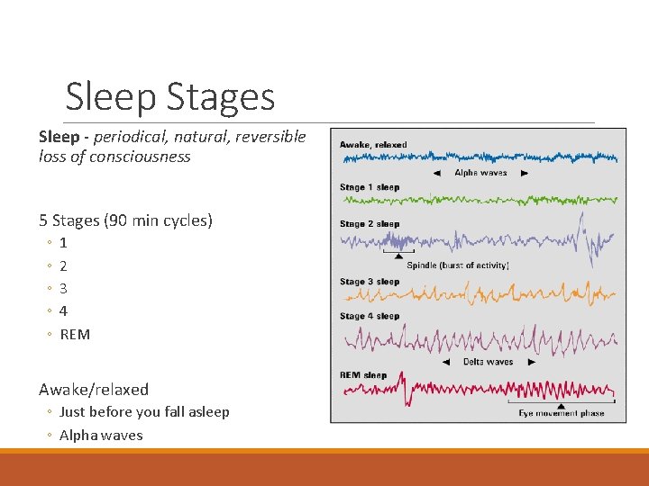 Sleep Stages Sleep - periodical, natural, reversible loss of consciousness 5 Stages (90 min