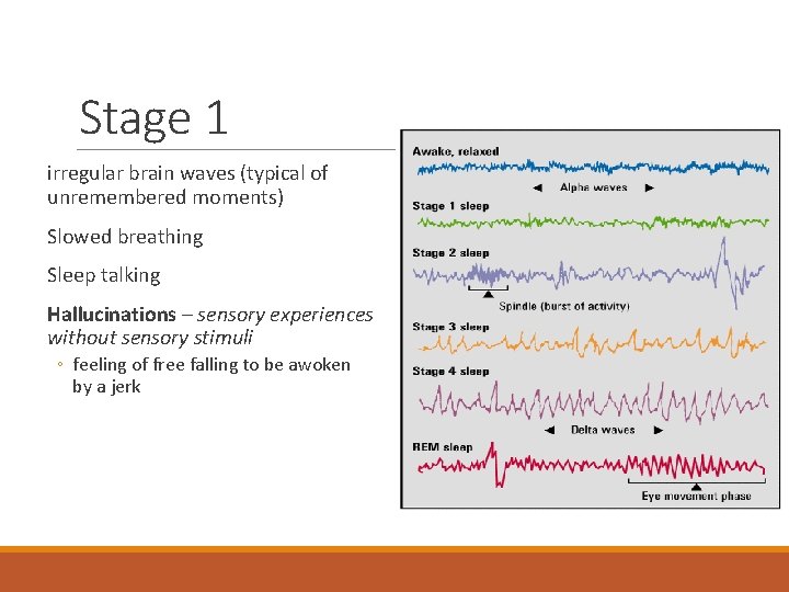 Stage 1 irregular brain waves (typical of unremembered moments) Slowed breathing Sleep talking Hallucinations