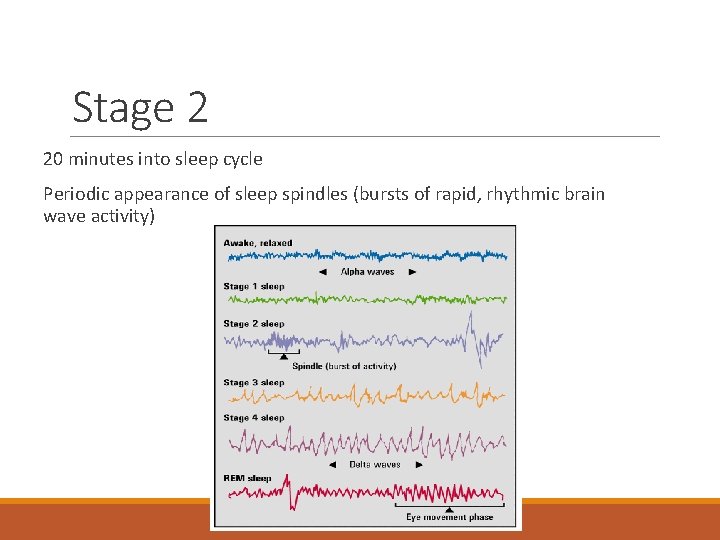 Stage 2 20 minutes into sleep cycle Periodic appearance of sleep spindles (bursts of