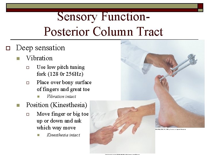 Sensory Function. Posterior Column Tract o Deep sensation n Vibration o o Use low