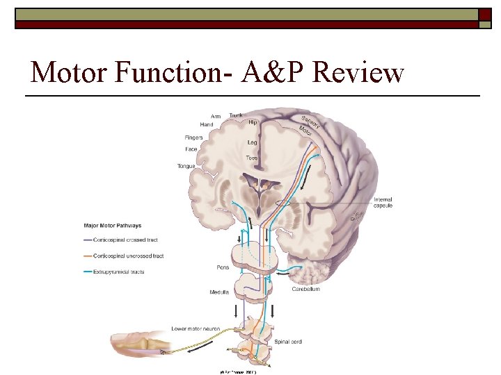 Motor Function- A&P Review 