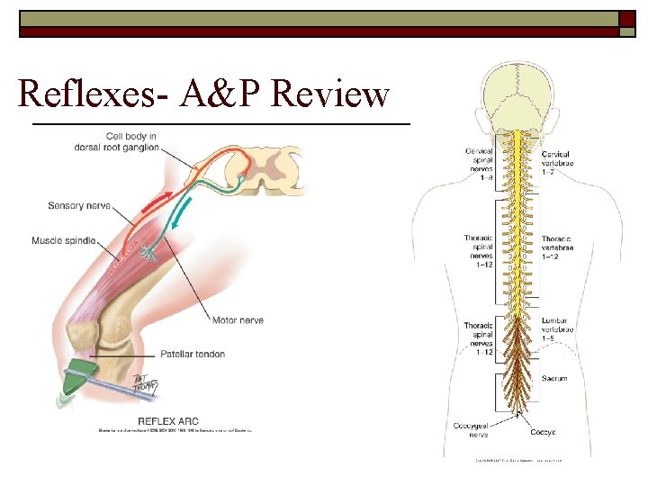 Reflexes- A&P Review 