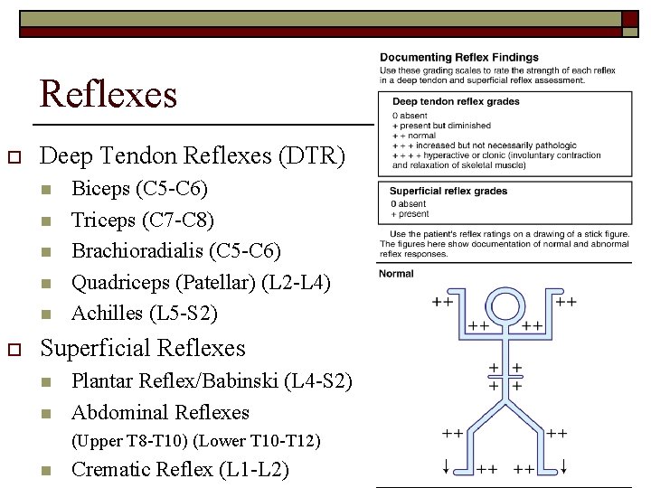 Reflexes o Deep Tendon Reflexes (DTR) n n n o Biceps (C 5 -C