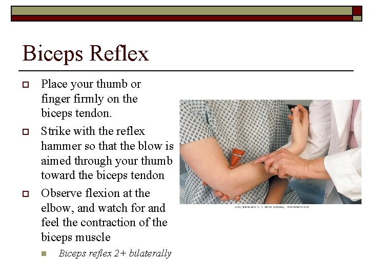 Biceps Reflex o o o Place your thumb or finger firmly on the biceps