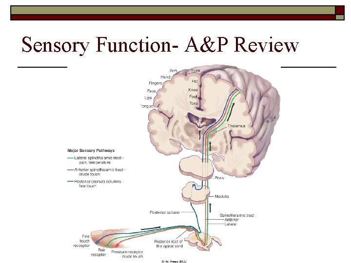 Sensory Function- A&P Review 