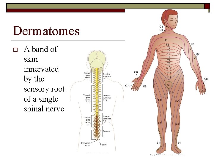 Dermatomes o A band of skin innervated by the sensory root of a single