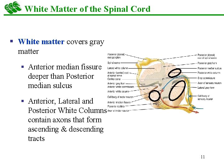 White Matter of the Spinal Cord § White matter covers gray matter § Anterior